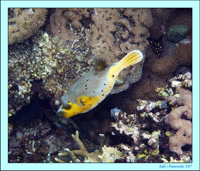 2012 - 07 - Apoh Island 24